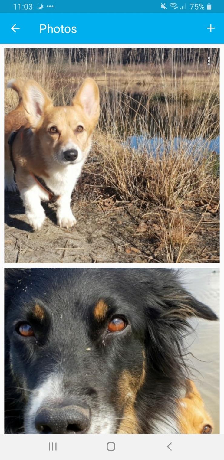 En bild som visar däggdjur, hund, Hundras, husdjur

Automatiskt genererad beskrivning