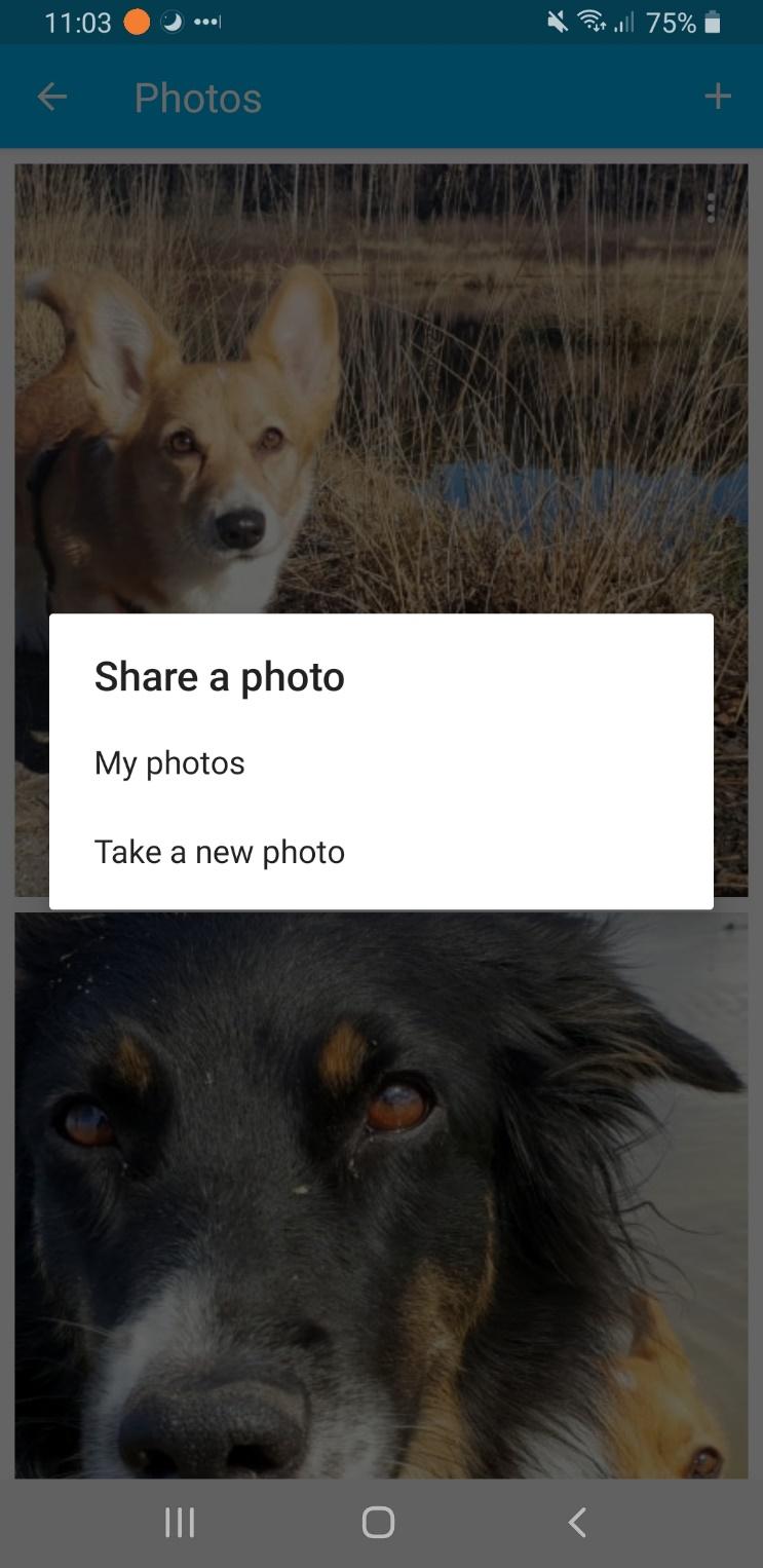 En bild som visar text, skärmbild, hund, däggdjur

Automatiskt genererad beskrivning